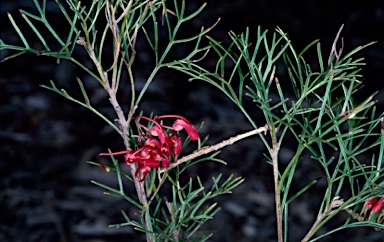 APII jpeg image of Grevillea preissii subsp. preissii  © contact APII