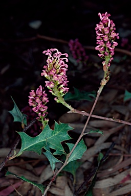 APII jpeg image of Grevillea quercifolia  © contact APII