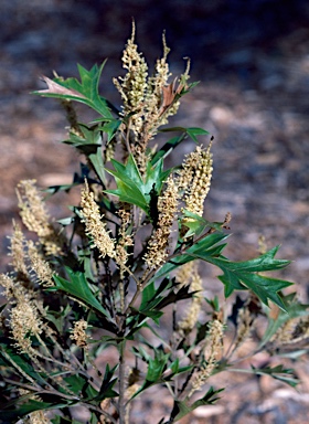 APII jpeg image of Grevillea ramosissima subsp. ramosissima  © contact APII