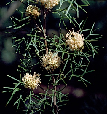 APII jpeg image of Grevillea raybrownii  © contact APII