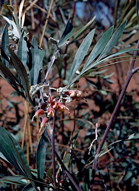 APII jpeg image of Grevillea refracta subsp. refracta  © contact APII