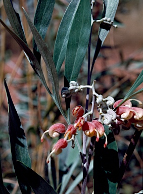 APII jpeg image of Grevillea refracta subsp. refracta  © contact APII