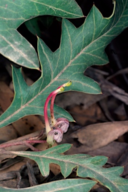 APII jpeg image of Grevillea renwickiana  © contact APII