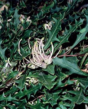 APII jpeg image of Grevillea renwickiana  © contact APII