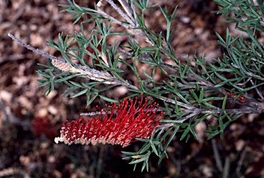 APII jpeg image of Grevillea neorigida subsp. neorigida  © contact APII