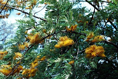 APII jpeg image of Grevillea robusta  © contact APII