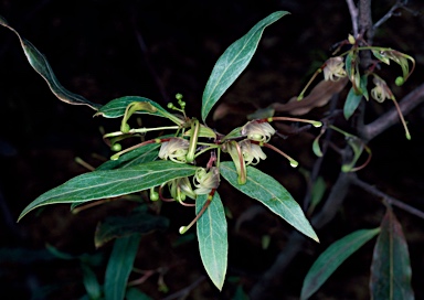 APII jpeg image of Grevillea shiressii  © contact APII