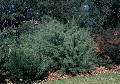 APII jpeg image of Grevillea  © contact APII