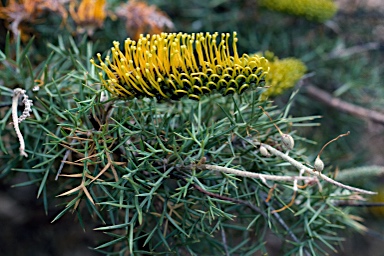 APII jpeg image of Grevillea spinosa  © contact APII