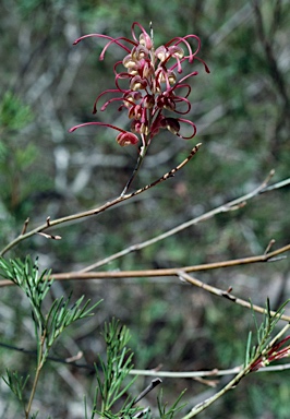 APII jpeg image of Grevillea plurijuga subsp. superba  © contact APII