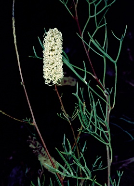 APII jpeg image of Grevillea synapheae subsp. pachyphylla  © contact APII