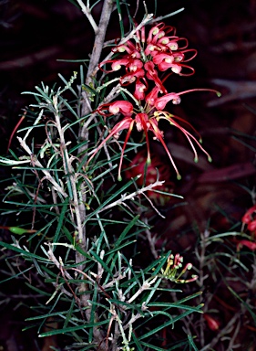 APII jpeg image of Grevillea pinaster  © contact APII