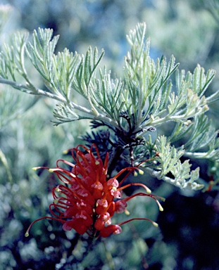 APII jpeg image of Grevillea preissii  © contact APII