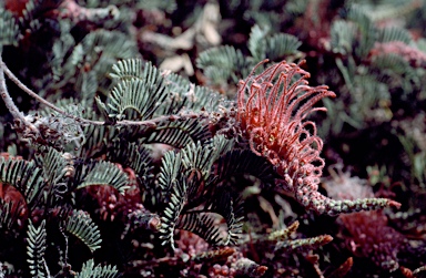 APII jpeg image of Grevillea thyrsoides subsp. pustulata  © contact APII