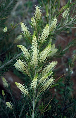 APII jpeg image of Grevillea trachytheca  © contact APII