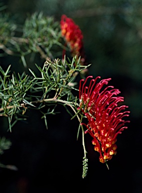 APII jpeg image of Grevillea treueriana  © contact APII