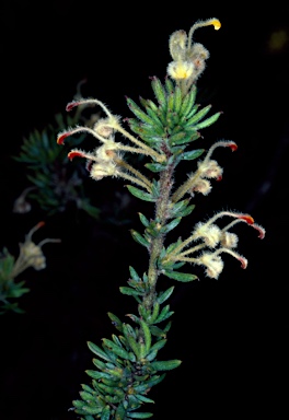 APII jpeg image of Grevillea uncinulata  © contact APII