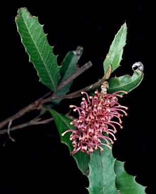 APII jpeg image of Grevillea wilkinsonii  © contact APII