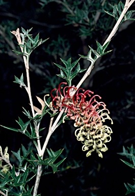 APII jpeg image of Grevillea pachylostyla  © contact APII