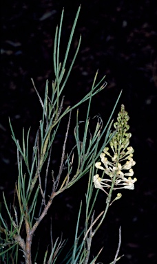 APII jpeg image of Grevillea zygoloba  © contact APII