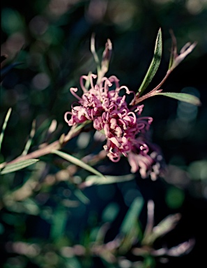 APII jpeg image of Grevillea 'Amethyst'  © contact APII