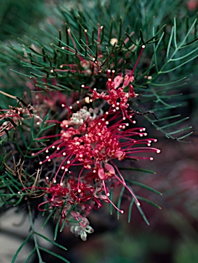 APII jpeg image of Grevillea 'Billy Bonkers'  © contact APII