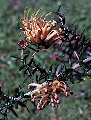 APII jpeg image of Grevillea 'Carpet Queen'  © contact APII