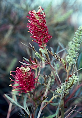 APII jpeg image of Grevillea 'Cherry Brandy'  © contact APII