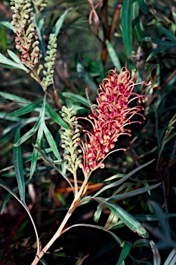 APII jpeg image of Grevillea 'Cold Duck'  © contact APII