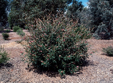 APII jpeg image of Grevillea 'Copper Crest'  © contact APII