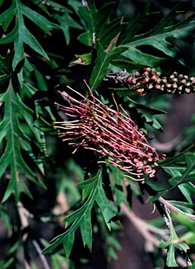 APII jpeg image of Grevillea 'Copper Crest'  © contact APII