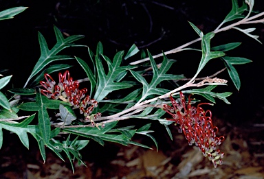 APII jpeg image of Grevillea 'Crimson Glory'  © contact APII