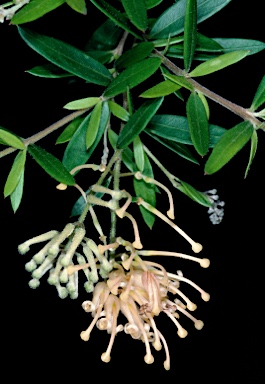 APII jpeg image of Grevillea 'Goldfever'  © contact APII