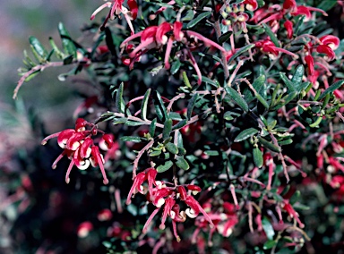 APII jpeg image of Grevillea 'Honeyeater Heaven'  © contact APII