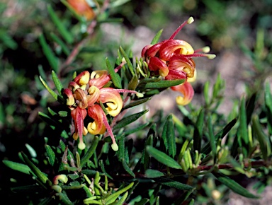 APII jpeg image of Grevillea 'McDonald Park'  © contact APII