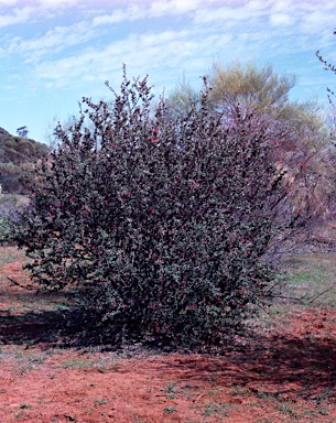 APII jpeg image of Grevillea 'Merinda Gordon'  © contact APII