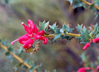 APII jpeg image of Grevillea 'Merinda Gordon'  © contact APII