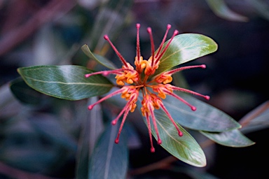 APII jpeg image of Grevillea 'Orange Marmalade'  © contact APII