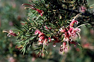 APII jpeg image of Grevillea 'Pink Lady'  © contact APII