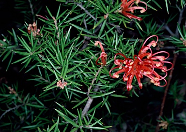 APII jpeg image of Grevillea 'Poorinda Adorning'  © contact APII