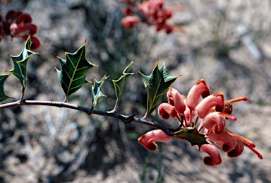 APII jpeg image of Grevillea pilosa subsp. pilosa  © contact APII