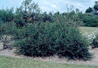 APII jpeg image of Grevillea 'Splendour'  © contact APII