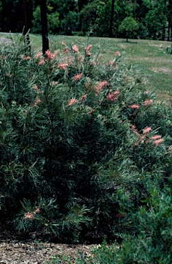 APII jpeg image of Grevillea 'Sylvia'  © contact APII