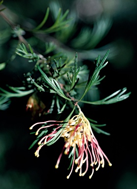 APII jpeg image of Grevillea 'Winpara Gold'  © contact APII