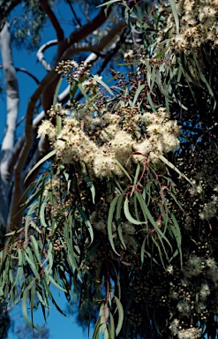 APII jpeg image of Corymbia citriodora  © contact APII