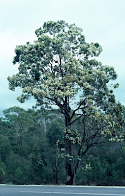 APII jpeg image of Corymbia gummifera  © contact APII