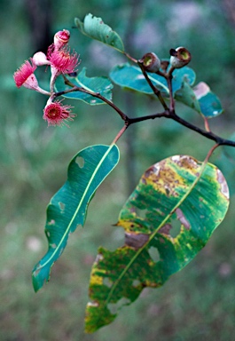 APII jpeg image of Corymbia ptychocarpa subsp. aptycha  © contact APII