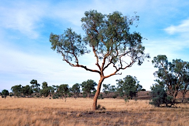 APII jpeg image of Corymbia terminalis  © contact APII