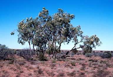 APII jpeg image of Corymbia terminalis  © contact APII