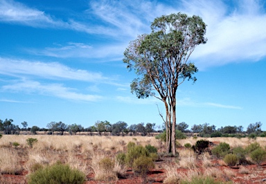 APII jpeg image of Corymbia terminalis  © contact APII